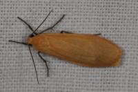 Wittia sororcula