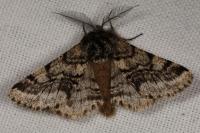 Lycia hirtaria