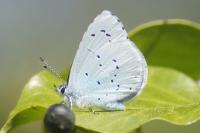 Celastrina argiolus