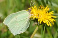 Gonepteryx rhamni