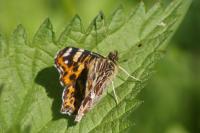 Araschnia levana