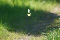 Gonepteryx rhamni