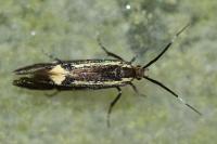 Esperia sulphurella