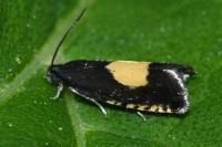Pammene trauniana