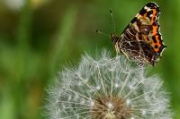 Araschnia levana