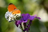 Anthocharis cardamines