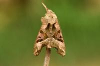 Phlogophora meticulosa