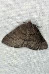 Aleucis distinctata