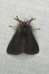 Diaphora mendica