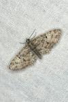 Eupithecia dodoneata