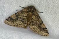 Lycia hirtaria