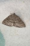 Aleucis distinctata