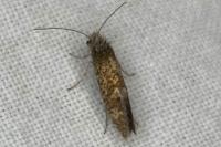 Dyseriocrania subpurpurella