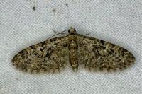 Eupithecia dodoneata
