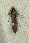 Esperia sulphurella