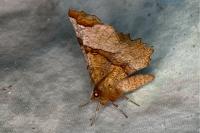 Selenia lunularia