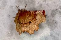 Selenia lunularia