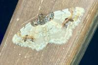 Ligdia adustata