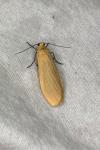 Wittia sororcula