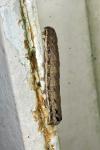 Axylia putris