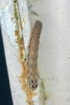 Axylia putris