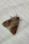 Orthosia gothica