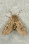 Orthosia cruda