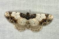 Ligdia adustata