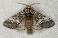 Drymonia ruficornis