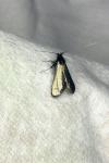 Adela reaumurella