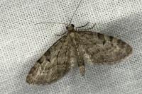Eupithecia virgaureata
