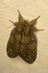 Peridea anceps