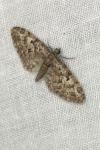Eupithecia dodoneata
