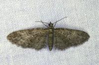 Eupithecia abbreviata