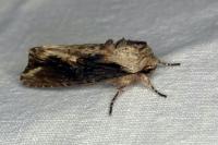 Egira conspicillaris