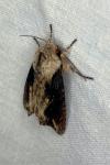 Egira conspicillaris