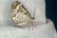 Epirrhoe alternata