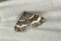 Epirrhoe alternata
