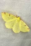 Opisthograptis luteolata