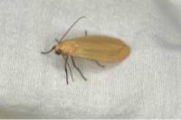 Wittia sororcula