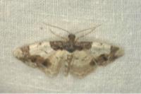 Ligdia adustata
