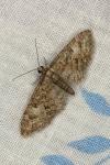Eupithecia abbreviata