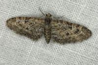 Eupithecia dodoneata