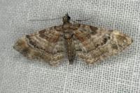 Gymnoscelis rufifasciata