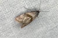 Cochylidia implicitana