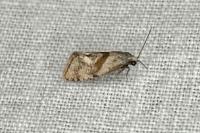 Cochylidia implicitana