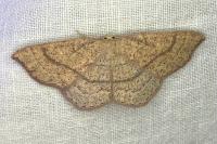 Cyclophora ruficiliaria