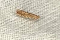 Phyllonorycter quercifoliella