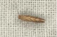 Phyllonorycter quercifoliella