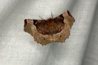 Selenia tetralunaria